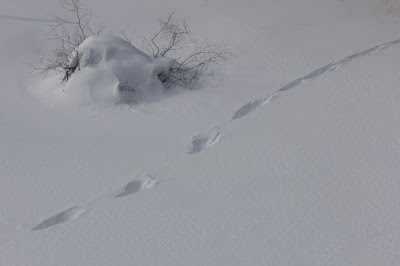 whose tracks are these?