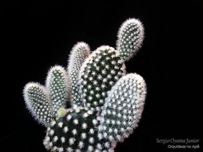 Cacto Opuntia microdasys albispina