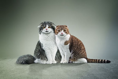 Scottish fold cats, the Baker & Taylor mascots