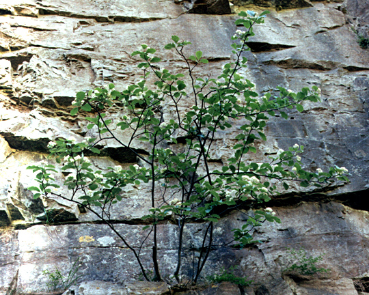 Рябина английская (Sorbus anglica)