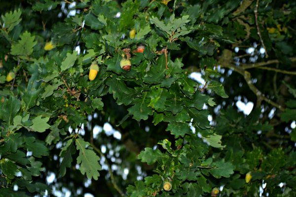 Acorns on the tree in Autumn 