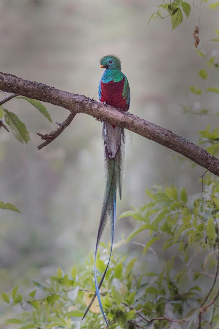 Quetzal