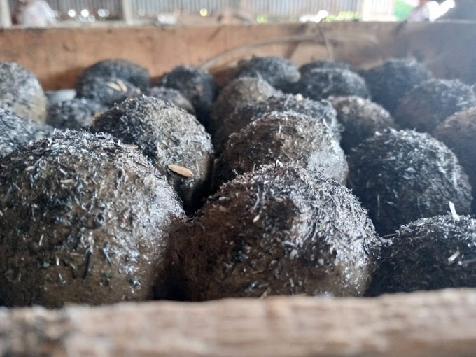 Manfaat abu gosok dalam pembuatan telur asin