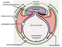 Resultado de imagen para mesodermo somatopleurico