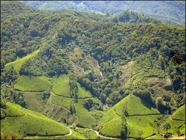 Munnar