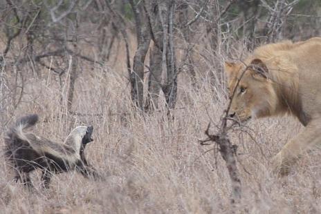 honey badger vs cobra. honey badger vs wolverine.