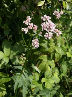 Valerian