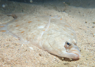 Caledonian Plaice (Microstomus caesi)