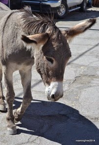 Burro in the crowd