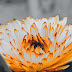 Little Marigold Much Petal