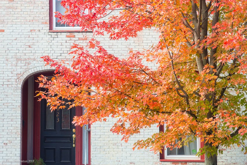 Portland, Maine USA October 2017 photo by Corey Templeton. A bit of fall foliage on Newbury Street.