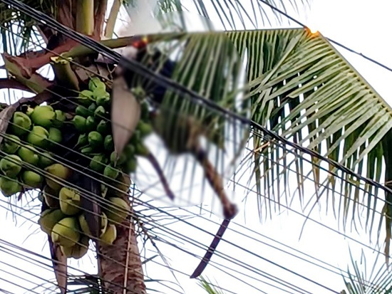 Homem morre eletrocutado ao tentar colher coco em Arraial d’Ajuda