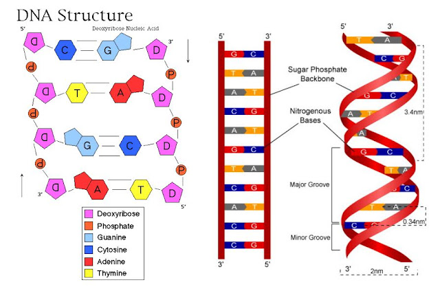 DNA and RNA की आण्विक संरचना या वाटसन एवं क्रिक मॉडल | WATSON AND CRICK MODEL in Hindi