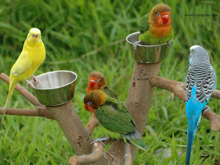 budgerigar bird as a pet