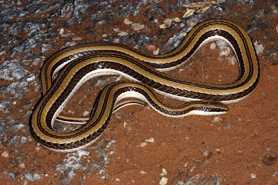 Serpiente rayada Psammophylax tritaeniatus