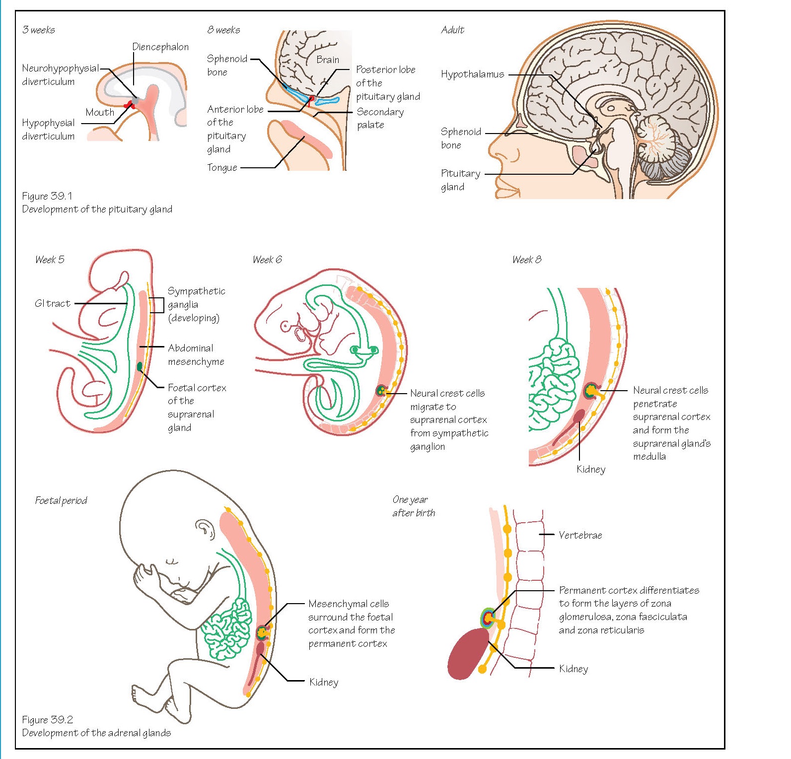 Endocrine System, Pituitary gland, Hypothalamus, Pineal body, Adrenal glands, Thyroid gland, Parathyroid glands,