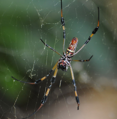 Golden Silk Orbweaver (Nephila clavipes)