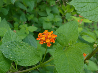 Lantana camara - Lantanier - Lantane