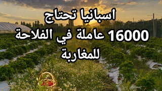 اسبانيا تحتاج الى 16000عاملة مغربية للعمل في حقول الفرولة 