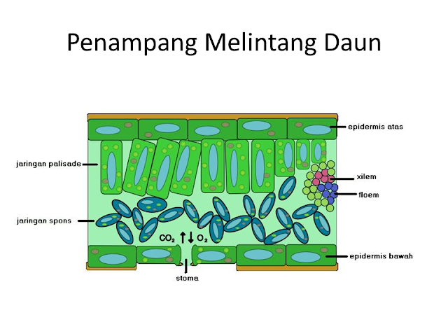 Penampang Melintang Daun