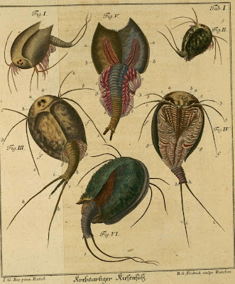 historic schaeffer insect engravings