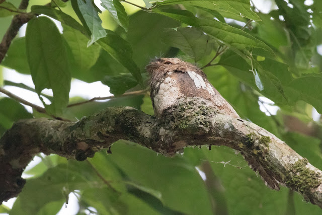 Javan Frogmouth