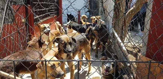 Atlixquenses protectores de animales piden mayor cuidado al alcalde de la perrera municipal