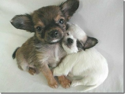 Animal cãoengraçado (6)