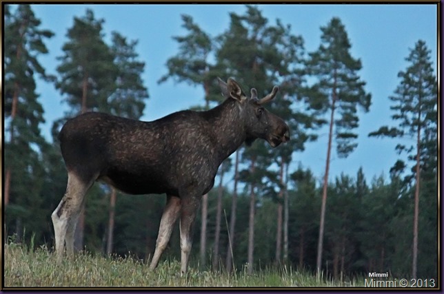 älg-kväll