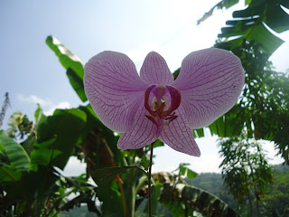 bunga anggrek,bunga,gambar bunga,anggrek bulan,pohon pisang