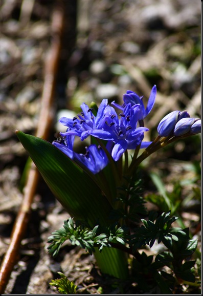 scilla bifolia (7)