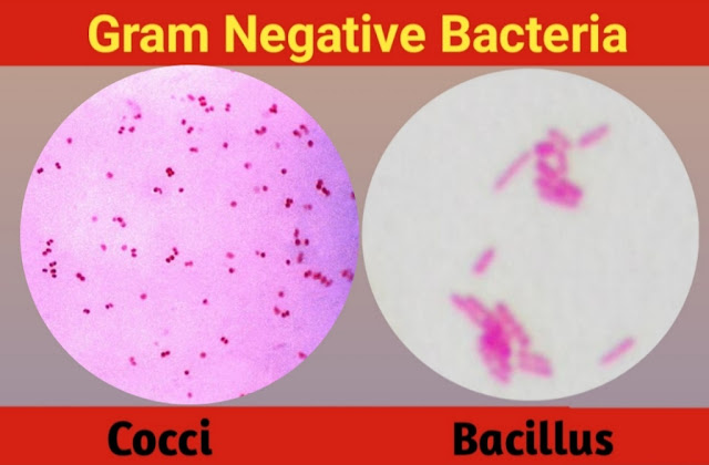 gram negative bacteria