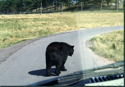 Mt Rushmore and Bear Country 094