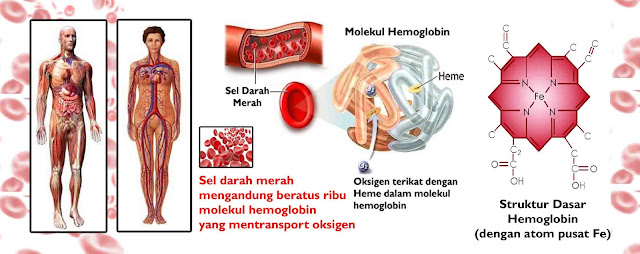 fakta hemoglobin