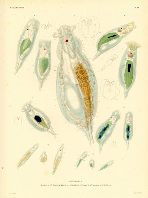 Hydatinaea, Notommata collaris, najas, aurita, gibba , ansata, decipiens, felis