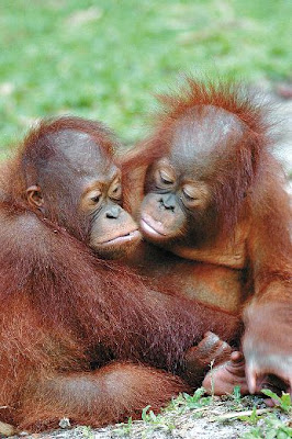 two cute orangutan photo of babies hugging