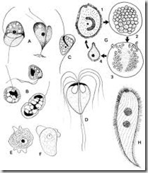 intestinal-protozoa