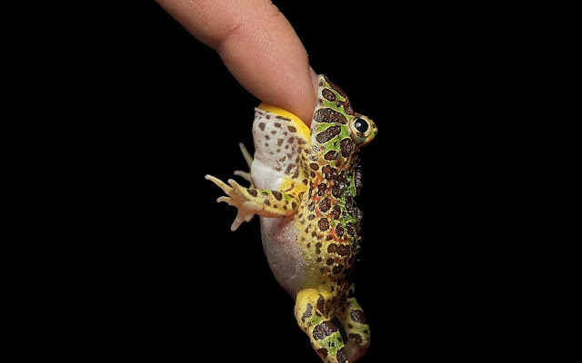 Little Frog Bites Finger
