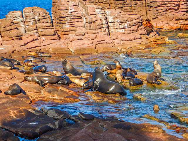 Analiza IPN mortandad de lobos marinos del Golfo de California por cambio climático