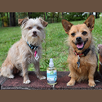 Only Natural Pet EasyDefense Herbal Spray Review