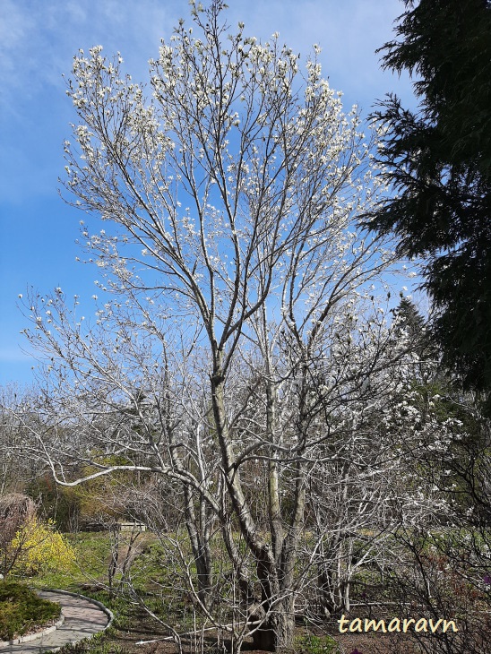 Магнолия кобус (Magnolia kobus)