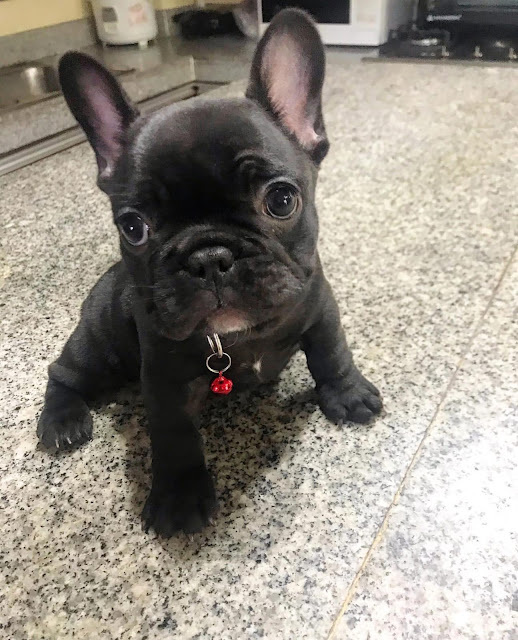 Akc French Bulldog Puppies For Sale