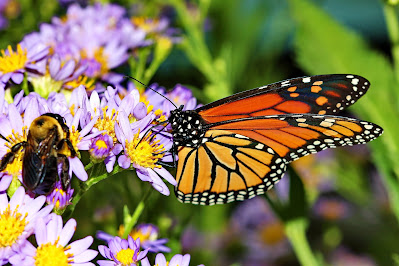 bee and monarch butterfly on asters