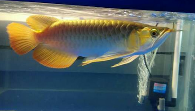 Tips Cara Memilih Ikan Arwana Super Red Anakan Yang Bagus Dan Berkualitas
