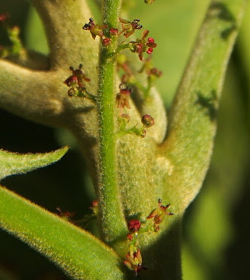 Бруцея яванская / Сумах яванский (Brucea javanica, =Rhus javanica)