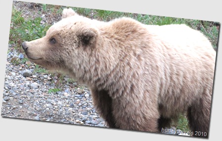 Grizzly cub takes a closer look at us on the bus at Denali
