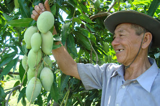 Surjapuri Mangoes