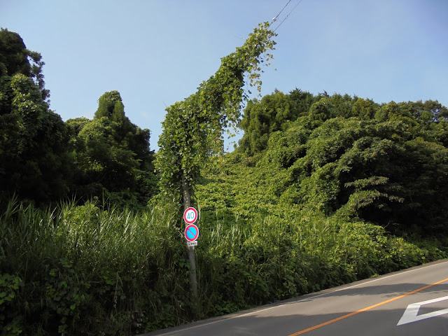 電柱に纏わり付いたつる草が繁茂していました