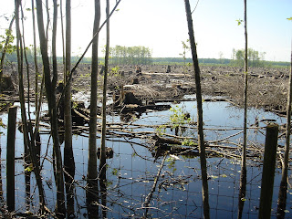 More clearcut marshland