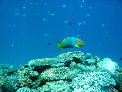 Izu Peninsula Diving